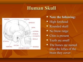 Human Skull








Note the following:
High forehead
Rounded skull
No brow ridge
Chin is present
Teeth are small
The bones are named
after the lobes of the
brain they cover

 