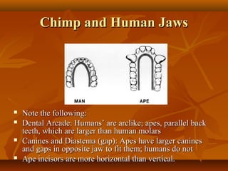 Chimp and Human Jaws








Note the following:
Dental Arcade: Humans’ are arclike; apes, parallel back
teeth, which are larger than human molars
Canines and Diastema (gap): Apes have larger canines
and gaps in opposite jaw to fit them; humans do not
Ape incisors are more horizontal than vertical.

 