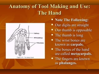 Anatomy of Tool Making and Use:
The Hand










Note The Following:
Our digits are straight
Our thumb is opposable
The thumb is long
The wrist bones are
known as carpals.
The bones of the hand
are called metacarpals.
The fingers are known
as phalanges.

 