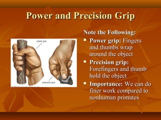 Power and Precision Grip
Note the Following:
 Power grip: Fingers
and thumbs wrap
around the object
 Precision grip:
Forefingers and thumb
hold the object
 Importance: We can do
finer work compared to
nonhuman primates

 
