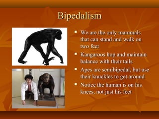 Bipedalism








We are the only mammals
that can stand and walk on
two feet
Kangaroos hop and maintain
balance with their tails
Apes are semibipedal, but use
their knuckles to get around
Notice the human is on his
knees, not just his feet

 