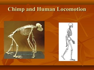 Chimp and Human Locomotion

 