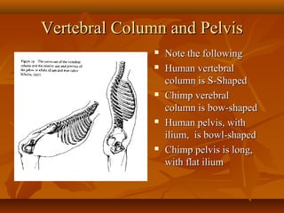 Vertebral Column and Pelvis









Note the following
Human vertebral
column is S-Shaped
Chimp verebral
column is bow-shaped
Human pelvis, with
ilium, is bowl-shaped
Chimp pelvis is long,
with flat ilium

 