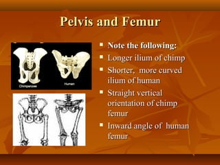 Pelvis and Femur








Note the following:
Longer ilium of chimp
Shorter, more curved
ilium of human
Straight vertical
orientation of chimp
femur
Inward angle of human
femur

 