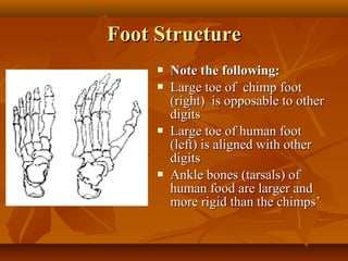 Foot Structure







Note the following:
Large toe of chimp foot
(right) is opposable to other
digits
Large toe of human foot
(left) is aligned with other
digits
Ankle bones (tarsals) of
human food are larger and
more rigid than the chimps’

 