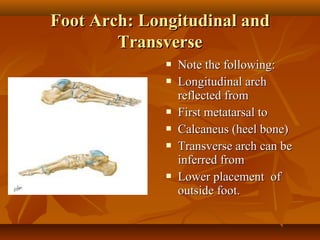Foot Arch: Longitudinal and
Transverse









Note the following:
Longitudinal arch
reflected from
First metatarsal to
Calcaneus (heel bone)
Transverse arch can be
inferred from
Lower placement of
outside foot.

 