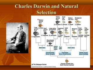 Charles Darwin and Natural
Selection

 