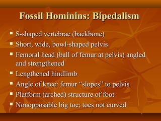 Fossil Hominins: Bipedalism









S-shaped vertebrae (backbone)
Short, wide, bowl-shaped pelvis
Femoral head (ball of femur at pelvis) angled
and strengthened
Lengthened hindlimb
Angle of knee: femur “slopes” to pelvis
Platform (arched) structure of foot
Nonopposable big toe; toes not curved

 