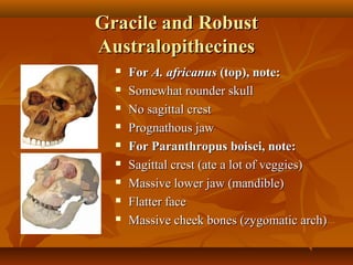 Gracile and Robust
Australopithecines










For A. africanus (top), note:
Somewhat rounder skull
No sagittal crest
Prognathous jaw
For Paranthropus boisei, note:
Sagittal crest (ate a lot of veggies)
Massive lower jaw (mandible)
Flatter face
Massive cheek bones (zygomatic arch)

 