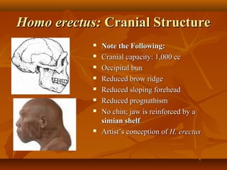 Homo erectus: Cranial Structure










Note the Following:
Cranial capacity: 1,000 cc
Occipital bun
Reduced brow ridge
Reduced sloping forehead
Reduced prognathism
No chin; jaw is reinforced by a
simian shelf
Artist’s conception of H. erectus

 