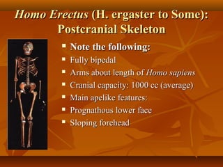 Homo Erectus (H. ergaster to Some):
Postcranial Skeleton


Note the following:



Fully bipedal
Arms about length of Homo sapiens
Cranial capacity: 1000 cc (average)
Main apelike features:
Prognathous lower face
Sloping forehead







 