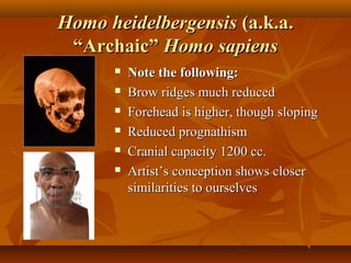 Homo heidelbergensis (a.k.a.
“Archaic” Homo sapiens







Note the following:
Brow ridges much reduced
Forehead is higher, though sloping
Reduced prognathism
Cranial capacity 1200 cc.
Artist’s conception shows closer
similarities to ourselves

 