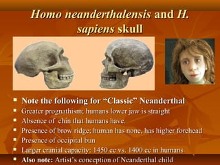 Homo neanderthalensis and H.
sapiens skull



Note the following for “Classic” Neanderthal



Greater prognathism; humans lower jaw is straight
Absence of chin that humans have.
Presence of brow ridge; human has none, has higher forehead
Presence of occipital bun
Larger cranial capacity: 1450 cc vs. 1400 cc in humans
Also note: Artist’s conception of Neanderthal child







 