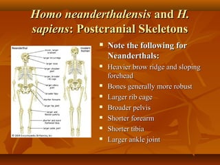 Homo neanderthalensis and H.
sapiens: Postcranial Skeletons


Note the following for
Neanderthals:



Heavier brow ridge and sloping
forehead
Bones generally more robust
Larger rib cage
Broader pelvis
Shorter forearm
Shorter tibia
Larger ankle joint








 