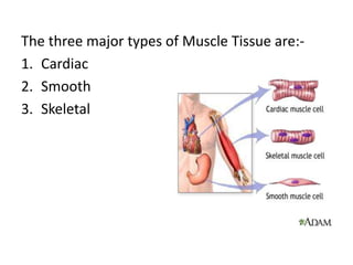 The three major types of Muscle Tissue are:-
1. Cardiac
2. Smooth
3. Skeletal
 