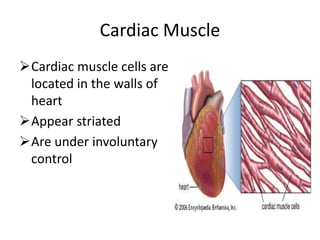 Cardiac Muscle
Cardiac muscle cells are
located in the walls of
heart
Appear striated
Are under involuntary
control
 