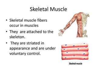 Skeletal Muscle
• Skeletal muscle fibers
occur in muscles
• They are attached to the
skeleton.
• They are striated in
appearance and are under
voluntary control.
 
