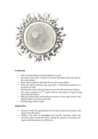 Fertilization 
• Cells of corona radiata are held together by an acid 
• The head of the sperm contains an enzyme that breaks down the acid of the corona radiata 
• Many sperm needed for the break down of the corona radiata 
• When one sperm penetrates egg, egg forms a ‘fertilization membrane’ so no sperm can enter 
• The male pro nucleus (head of sperm) moves towards females pro nucleus 
• The ovum completes its 2nd meiotic division and nucleus of egg develops into female pro nucleus 
• Male pro nucleus fuses with female pro nucleus to form single nucleus with diploid number of chromosomes (46) 
• Fertilized egg called a zygote 
Implantation 
• Process in which the egg implants into the uterus wall and its journey to the uterus and in the uterus 
• Within a few hours of conception, tiny hair-like structures called cilia push the zygote towards the uterus. During this journey to the uterus, the zygote starts the process of cell division  