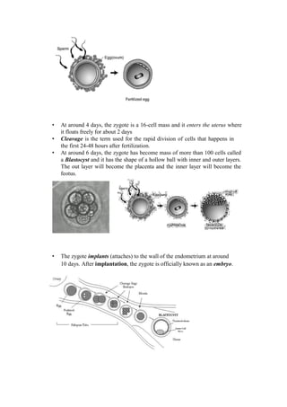 • At around 4 days, the zygote is a 16-cell mass and it enters the uterus where it floats freely for about 2 days 
• Cleavage is the term used for the rapid division of cells that happens in the first 24-48 hours after fertilization. 
• At around 6 days, the zygote has become mass of more than 100 cells called a Blastocyst and it has the shape of a hollow ball with inner and outer layers. The out layer will become the placenta and the inner layer will become the feotus. 
• The zygote implants (attaches) to the wall of the endometrium at around 10 days. After implantation, the zygote is officially known as an embryo.  