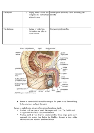 Epididymis 
• 
highly, folded tubule that 
Stores sperm while they finish maturing (for a 
is against the rear surface 
month) 
of each testes 
Vas deferens 
• 
tubule of epididymis 
Carries sperm to urethra 
forms this and joins to 
form urethra 
• Semen or seminal fluid is used to transport the sperm to the females body. It also nourishes and aids the sperm 
Semen is made from a mixture of secretions from three glands 
• Seminal vesicles- pair of pouch like organs and 5 cm. The fluid is rich in sugars and about 60% of volume of semen 
• Prostate gland- 2 vaso deferens join the urethra. It is a single gland and it surrounds the urethra just below the bladder. Secretes a thin, milky alkaline fluid that becomes part of the semen  