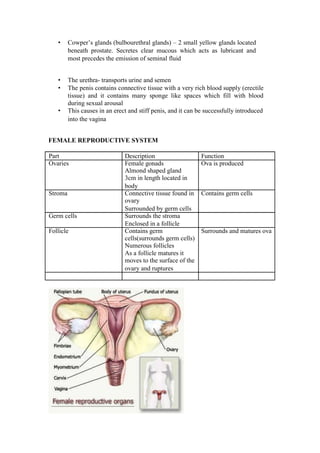 • Cowper’s glands (bulbourethral glands) – 2 small yellow glands located beneath prostate. Secretes clear mucous which acts as lubricant and most precedes the emission of seminal fluid 
• The urethra- transports urine and semen 
• The penis contains connective tissue with a very rich blood supply (erectile tissue) and it contains many sponge like spaces which fill with blood during sexual arousal 
• This causes in an erect and stiff penis, and it can be successfully introduced into the vagina 
FEMALE REPRODUCTIVE SYSTEM 
Part 
Description 
Function 
Ovaries 
Female gonads 
Ova is produced 
Almond shaped gland 
3cm in length located in 
body 
Stroma 
Connective tissue found in 
Contains germ cells 
ovary 
Surrounded by germ cells 
Germ cells 
Surrounds the stroma 
Enclosed in a follicle 
Follicle 
Contains germ 
Surrounds and matures ova 
cells(surrounds germ cells) 
Numerous follicles 
As a follicle matures it 
moves to the surface of the 
ovary and ruptures 
 