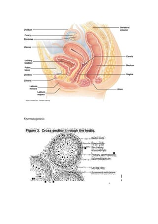 Spermatogenesis  