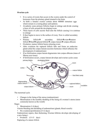 Ovarian cycle 
• It is a series of events that occurs in the ovaries under the control of hormones from the pituitary gland situated in the brain 
• At birth a females ovaries contain about 400000 immature eggs which remain in a resting phase until puberty 
• At puberty some primary follicles begin to enlarge and divide creating a layer of cells around the developing ovum 
• These layers of cells secrete fluid unto the follicle causing it to continue to enlarge 
• It then begins to move to the surface of ovary. Now is called secondary follicle 
• Primary follicle secondary follicleovummature folliclefluidruptured follicle corpus luteum corpus albicans 
• Ovulation- mature follicle bursts releasing ovum 
• After ovulation the ruptured follicle falls and forms an endocrine gland called the corpus luteum (secretes hormones which influence the development of endometrium) 
• If no fertilization corpus luteum degenerates into corpus albicans (mass of fibrous scar tissue) 
• If fertilization occurs, corpus luteum develops and ovarian cycles cease 
The menstrual cycle 
• Changes in the lining of the uterus (endometrium) 
• Menstruation is the monthly shedding of the lining of a women’s uterus (more commonly known as the womb) 
Stages 
• Menstruation (1-4 days) 
Uterine bleeding and shredding of endometrium (glands, blood vessels) 
• Pre ovulationproliferation (5-12 days) 
Endometrium repairs, then thickening. Ovarian follicles develops (developing of a new lining ) 
• Ovulation (13-15 days) Rupturing of a mature follicle  