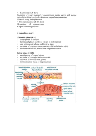 • Secretion (16-20 days) 
Secretion of water mucous by endometrium glands, cervix and uterine tubes Unfertilized egg breaks down and corpus luteum develops 
Uterus is ready for implantation 
• Pre menstruation (21-28 days) Detoriation of endometrium Corpus luteum degenerates 
2 stages in an ovary 
Follicular phase (0-14) 
- development of follicles 
- forming of glands and blood vessels in endometrium 
- and is the menstrual and proliferative stage 
- secretion of oestrogen by the ovarian follicle (follicular cells) 
- In the menstrual and proliferation stage in the uterus 
Luteal phase (14-28) 
- development of corpus luteum 
- secretion of oestrogen and testosterone 
- secretion of mucous from glands 
- in the secretory phase of stage in uterus  