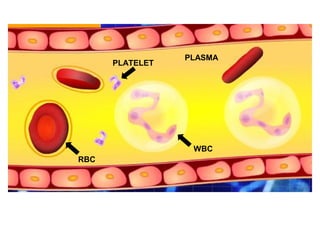 PLATELET

PLASMA

WBC
RBC

 