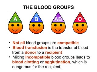 THE BLOOD GROUPS

A

B

AB

O

• Not all blood groups are compatible
• Blood transfusion is the transfer of blood
from a donor to a recipient
• Mixing incompatible blood groups leads to
blood clotting or agglutination, which is
dangerous for the recipient.

 
