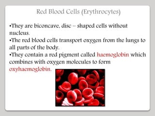 Red Blood Cells (Erythrocytes)
•They are biconcave, disc – shaped cells without
nucleus.
•The red blood cells transport oxygen from the lungs to
all parts of the body.
•They contain a red pigment called haemoglobin which
combines with oxygen molecules to form
oxyhaemoglobin.
 