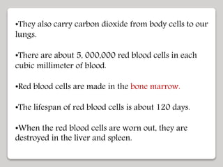 •They also carry carbon dioxide from body cells to our
lungs.
•There are about 5, 000,000 red blood cells in each
cubic millimeter of blood.
•Red blood cells are made in the bone marrow.
•The lifespan of red blood cells is about 120 days.
•When the red blood cells are worn out, they are
destroyed in the liver and spleen.
 