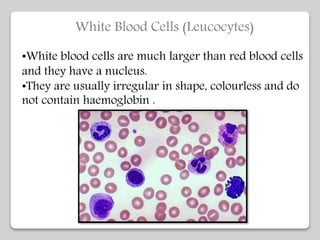 White Blood Cells (Leucocytes)
•White blood cells are much larger than red blood cells
and they have a nucleus.
•They are usually irregular in shape, colourless and do
not contain haemoglobin .
 