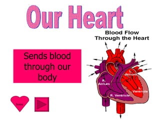 Our Heart Sends   blood through our body home 