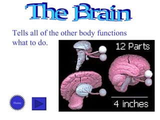 The Brain Tells all of the other body functions what to do. Home 