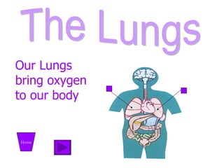 The Lungs Home Our Lungs bring oxygen to our body 