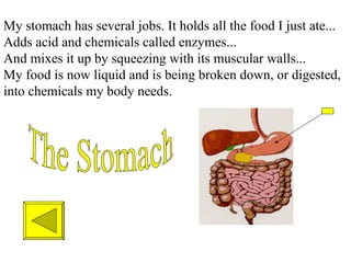 My stomach has several jobs. It holds all the food I just ate... Adds acid and chemicals called enzymes... And mixes it up by squeezing with its muscular walls... My food is now liquid and is being broken down, or digested, into chemicals my body needs.  The Stomach 