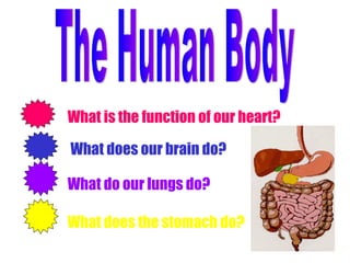 The Human Body What is the function of our heart? What does our brain do? What do our lungs do? What does the stomach do? 