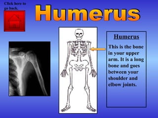 Humerus This is the bone in your upper arm. It is a long bone and goes between your shoulder and elbow joints. Humerus Click here to go back. 