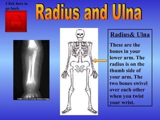 Radius& Ulna These are the bones in your lower arm. The radius is on the thumb side of your arm. The two bones swivel over each other when you twist your wrist. Radius and Ulna Click here to go back. 