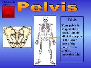 Pelvis Your pelvis is shaped like a bowl. It holds all of the organs in the lower part of the body. It is a slightly moveable joint. Pelvis Click here to go back. 