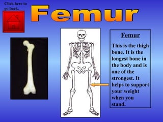 Femur This is the thigh bone. It is the longest bone in the body and is one of the strongest. It helps to support your weight when you stand. Femur Click here to go back. 