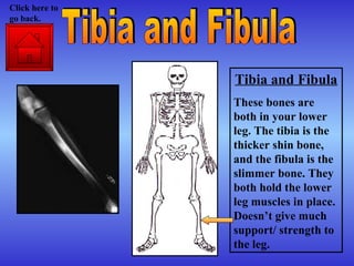 Tibia and Fibula These bones are both in your lower leg. The tibia is the thicker shin bone, and the fibula is the slimmer bone. They both hold the lower leg muscles in place. Doesn’t give much support/ strength to the leg. Tibia and Fibula Click here to go back. 