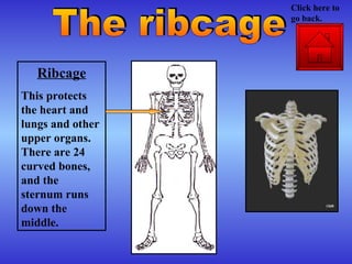 Ribcage This protects the heart and lungs and other upper organs. There are 24 curved bones, and the sternum runs down the middle. The ribcage Click here to go back. 