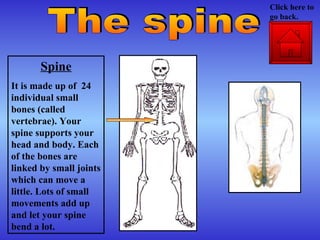 Spine It is made up of  24 individual small bones (called vertebrae). Your spine supports your head and body. Each of the bones are linked by small joints which can move a little. Lots of small movements add up and let your spine bend a lot. The spine Click here to go back. 