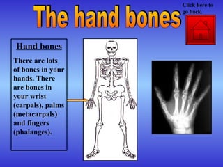 Hand bones There are lots of bones in your hands. There are bones in your wrist (carpals), palms (metacarpals) and fingers (phalanges). The hand bones Click here to go back. 