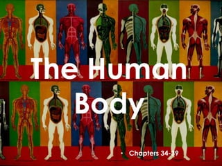 The Human
   Body
     • Chapters 34-39
 