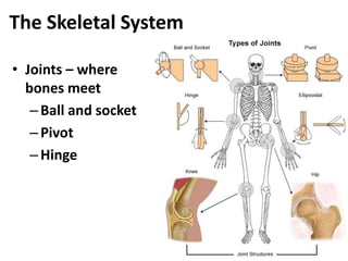 Human body | PPTX