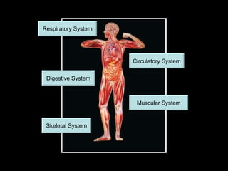 Respiratory System




                     Circulatory System


 Digestive System



                      Muscular System



 Skeletal System
 