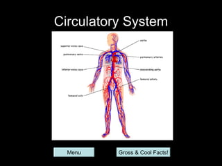 Circulatory System




  Menu    Gross & Cool Facts!
 